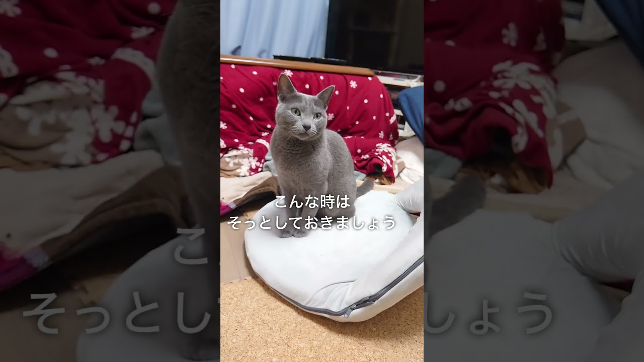 【猫動画】お出迎えがツンデレなロシアンブルー【Russian blue】#shorts  Russian blue with a tsundere welcome