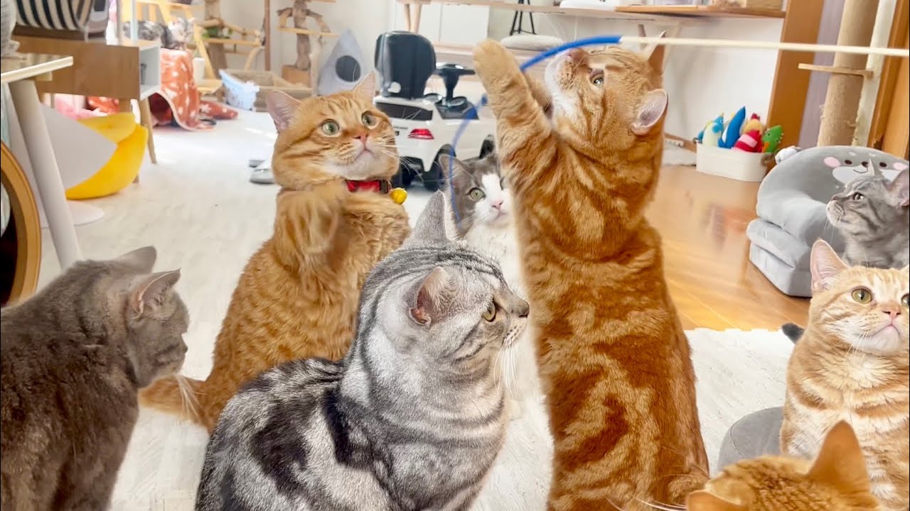 元気が出る猫動画！ #猫 #マンチカン