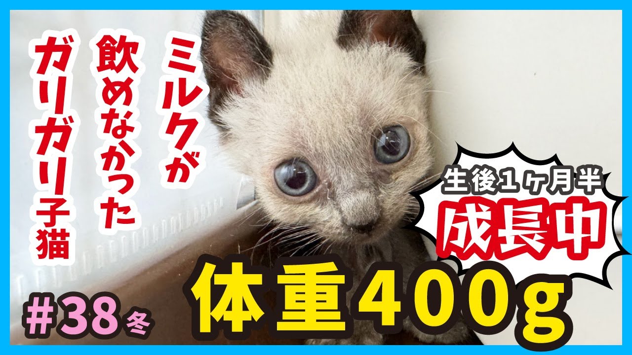 【子猫 ガリガリ 成長】モリモリご飯とルンルン遊びが可愛い仔猫で癒やされよう！真冬に保護した赤ちゃん猫たちの成長記録。（冬38）