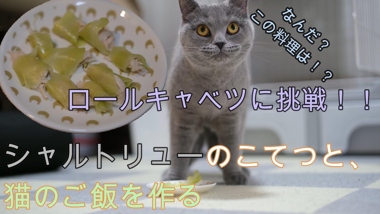 シャルトリューのこてつと猫のご飯を作る！ロールキャベツに挑戦！