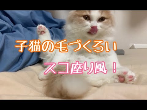 子猫の毛づくろいをアップで！【子猫】【スコティッシュフォールド】
