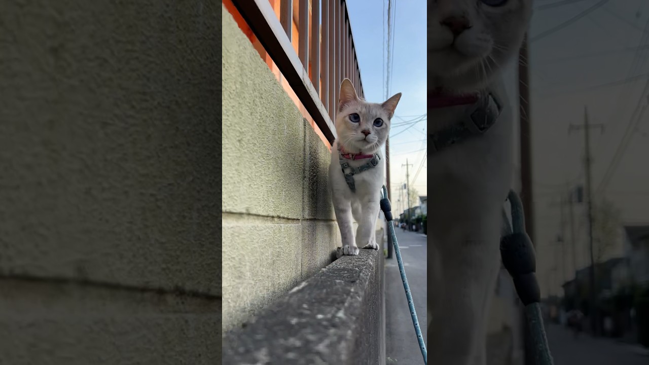 お散歩しましょう　#猫散歩　#猫　#cat #シャムトラ　#シャムミックス