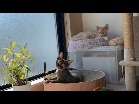 仲良く並んで日向ぼっこするデボンレックス兄弟(Devon Rex brothers basking in the sun)