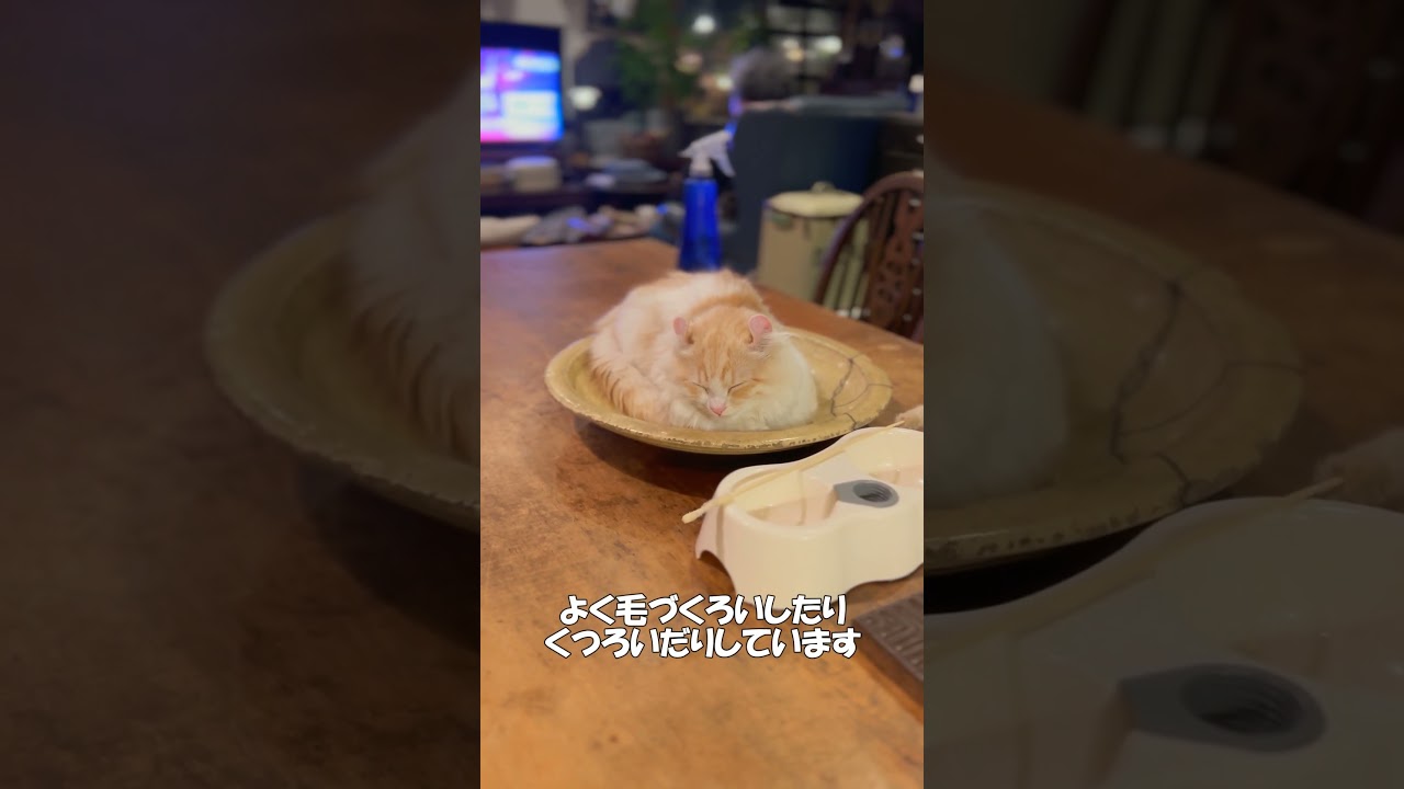 【キンカロー】遊び疲れて…【仔猫】　#shorts　#猫 　#仔猫