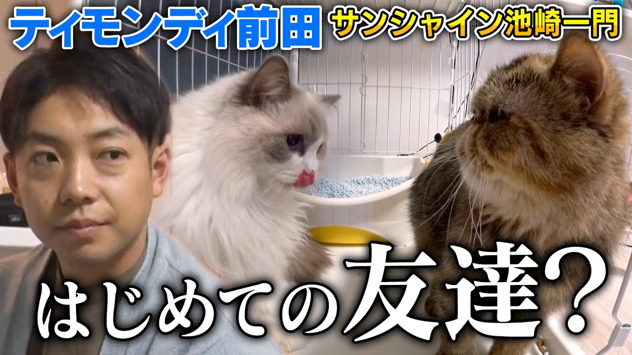 【慣れない生活】保護猫ぷりゅが先住猫に緊張したあまりトイレができなくなりました【サンシャイン池崎一門のティモンディ前田】