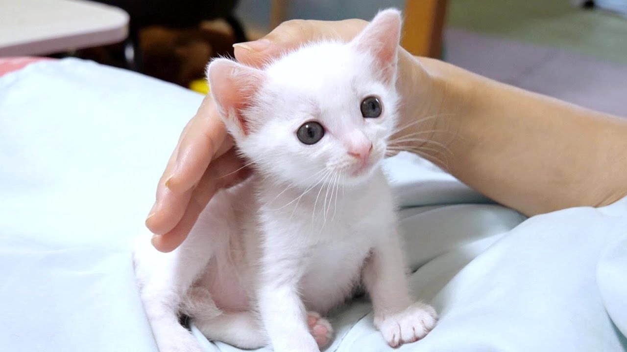 こんなにカワイイ顔の子猫ですが食べる時に超凶悪な顔になってしまいます【赤ちゃん猫　保護猫】