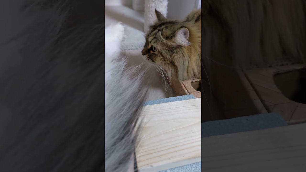手相鑑定のように肉球をよく見る猫【ミヌエット】＃Shorts