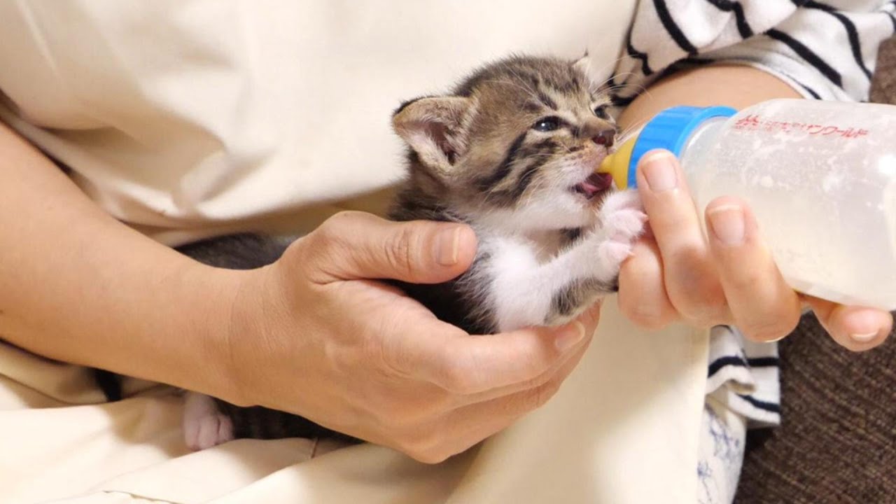 小腹が空いた子猫達にちょっとだけ、おやつ【赤ちゃん猫　保護猫】