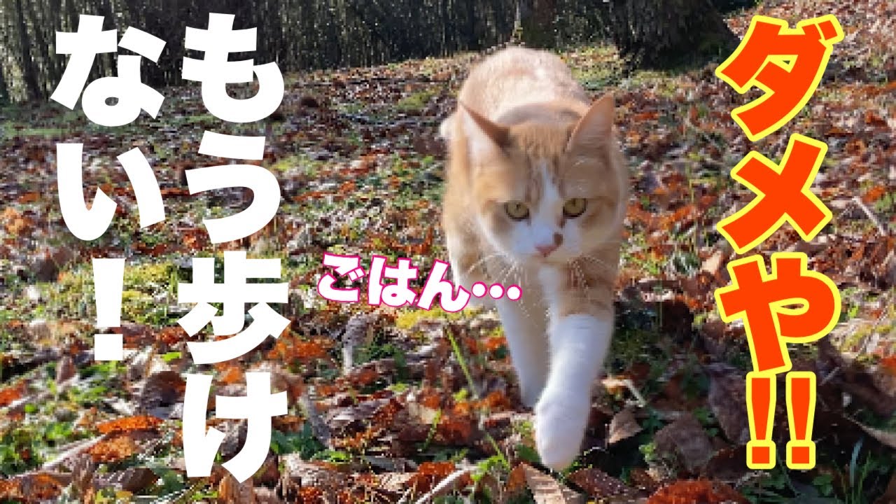 感動！茶トラ猫の兄妹が山奥で遊んでいるだけで胸が熱くなる訳がコレ！【猫散歩】