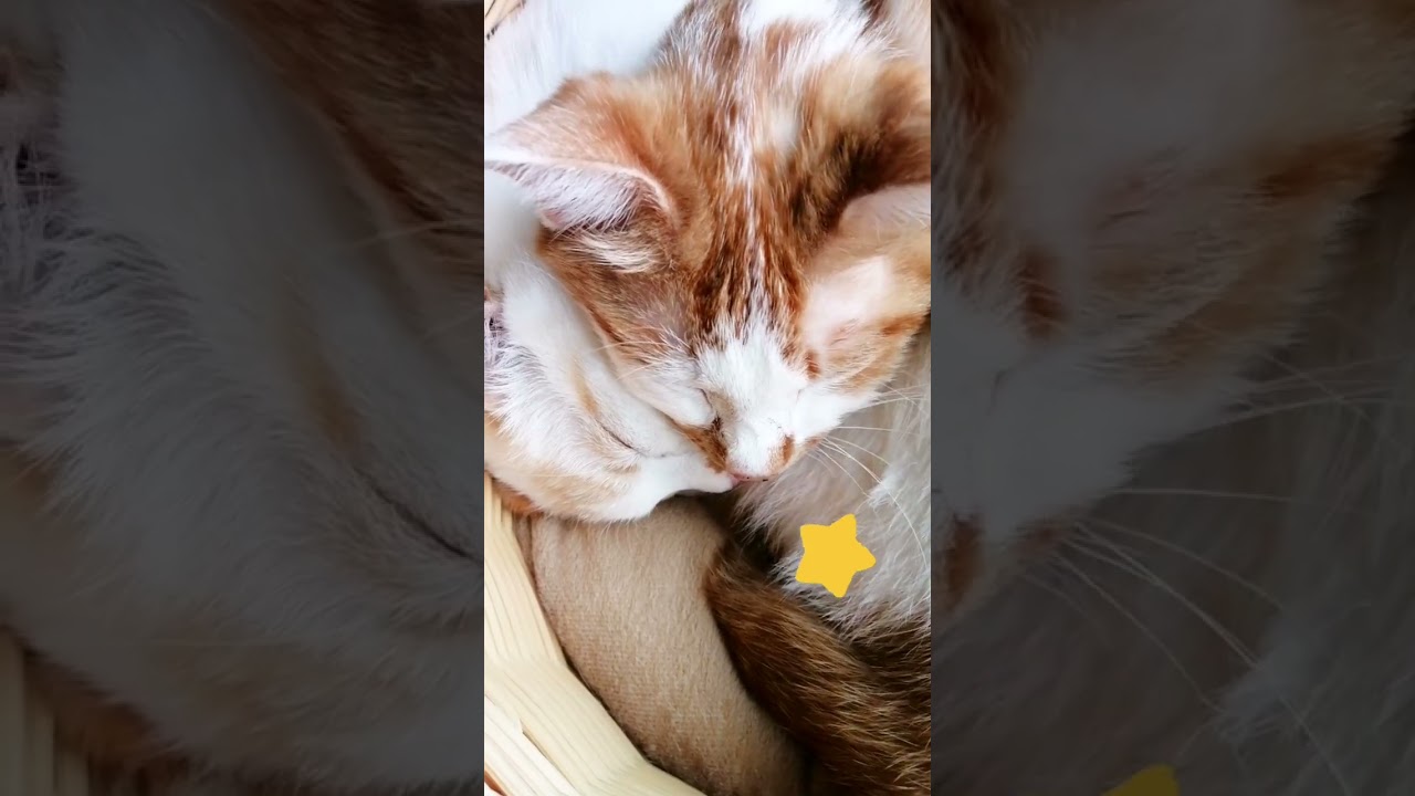 【ねこ動画】ぴったりくっついておねんねのねこ親子🐱 #shorts #猫 #子猫