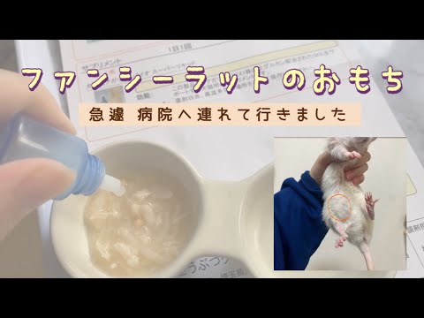 ファンシーラットのおもち急遽病院へ #ファンシーラット