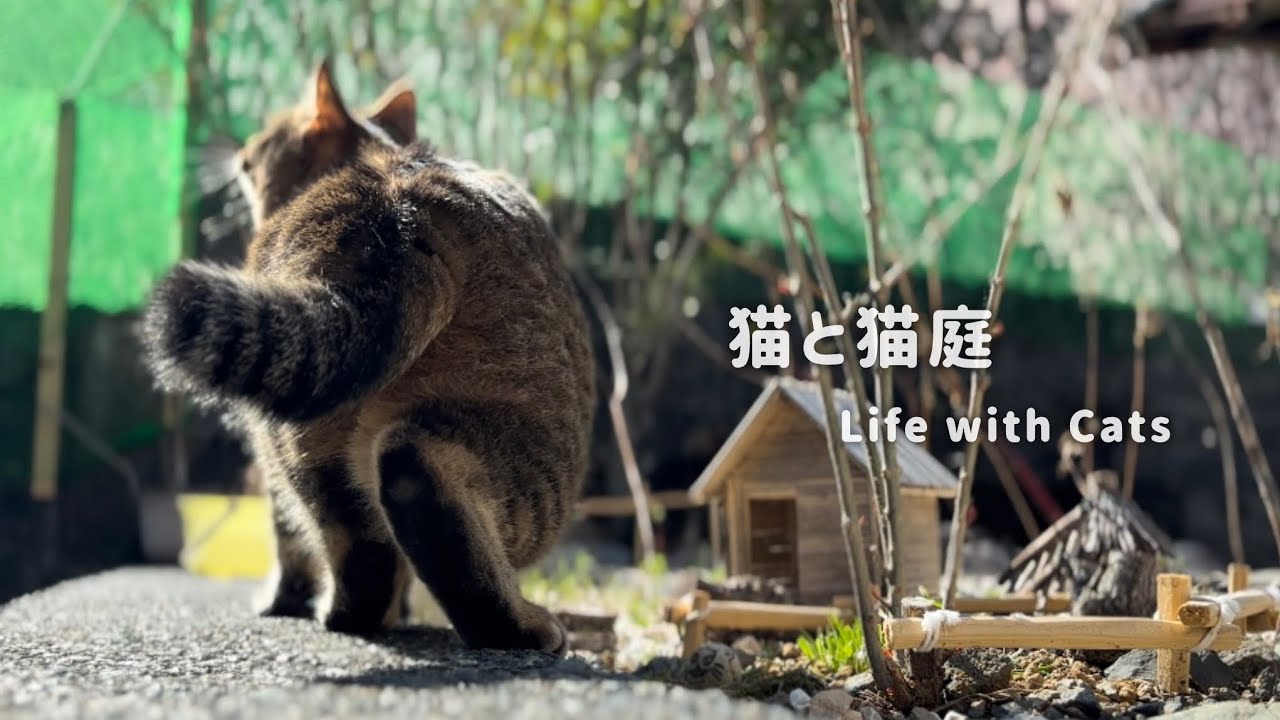 猫庭は猫たちの平和な世界