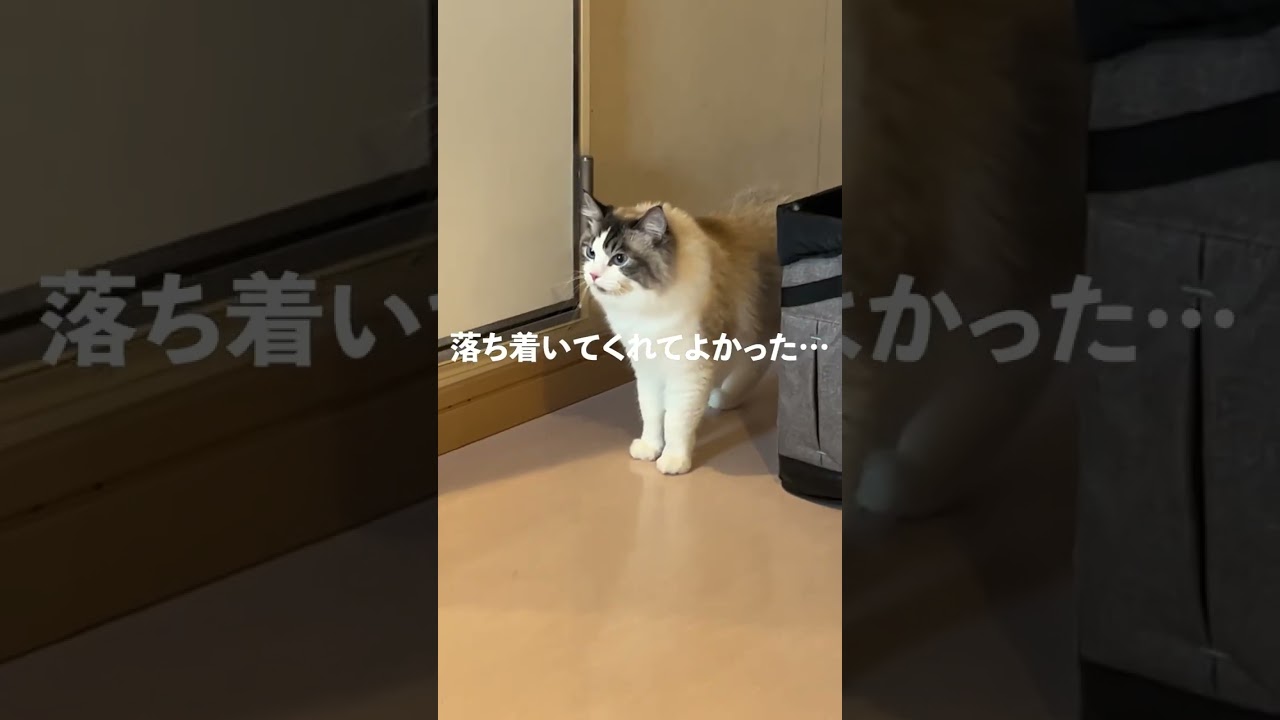 24時間超の大移動を頑張る愛猫【ラグドール】#shorts #cat #ラグドール