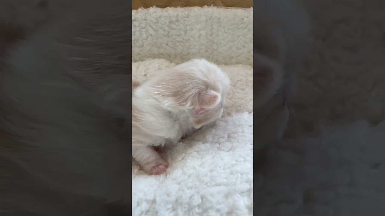 ノルウェージャンフォレストキャット ホイップクリームのようなふんわりべびにゃん♡（毛色：クリームシルバーマッカレルタビーアンドホワイト）