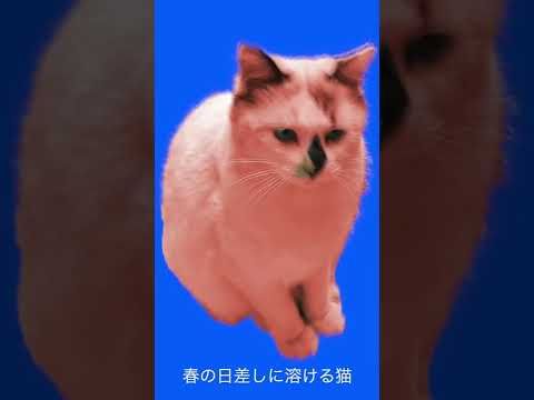 【保護猫】春の日差しに溶ける猫 【野良猫】