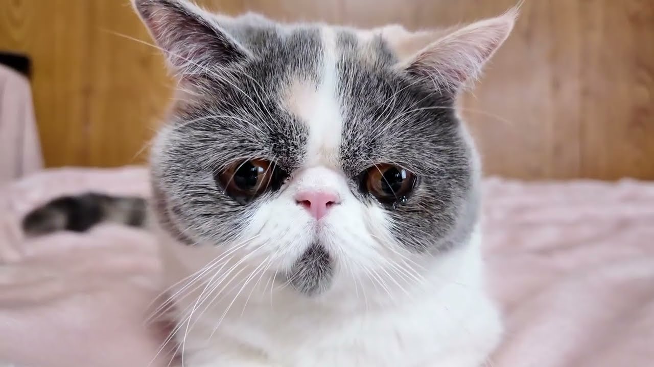 リアルな涙を流す猫が可愛すぎました #ねこ #cat #ぽてお