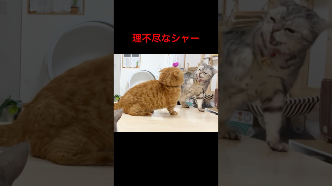 理不尽なシャー #猫 #マンチカン #shorts