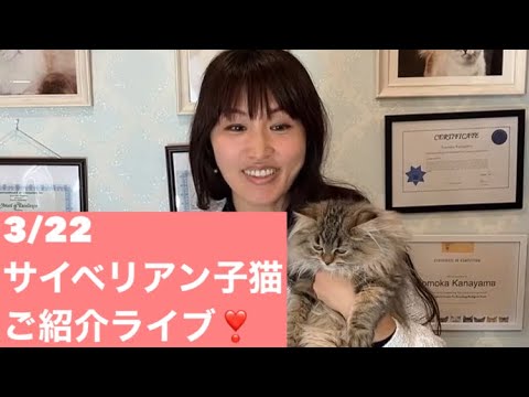 3/22 サイベリアンの子猫ご紹介ライブ❣️モカのフライデー！ランチタイムニャンニャン❣️