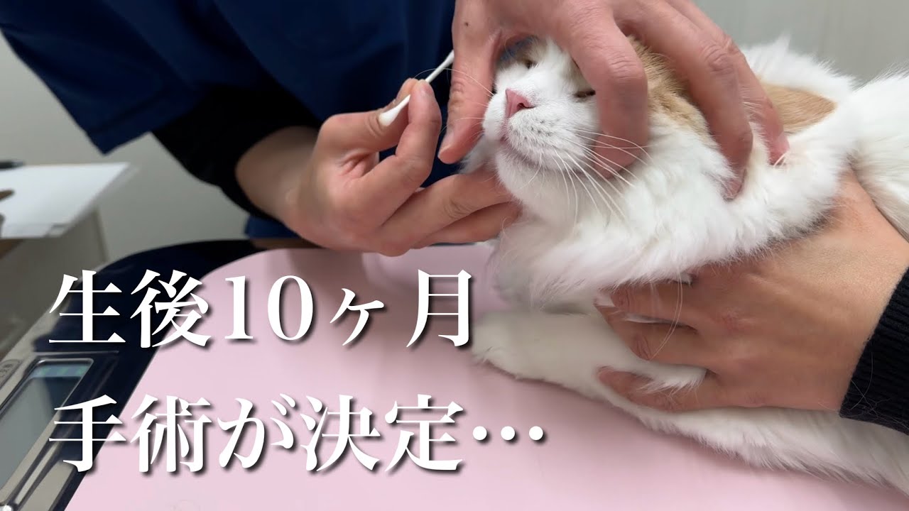 久しぶりの動物病院…猫の手術が決まりました…
