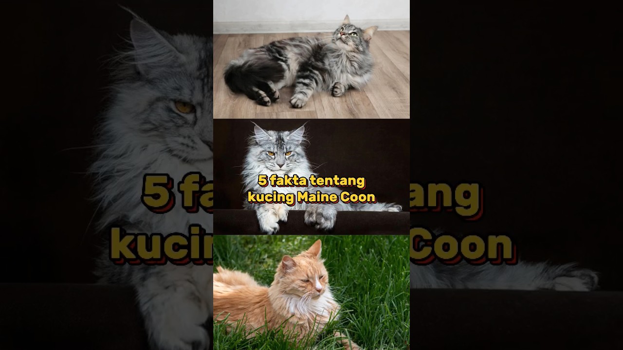 5 fakta tentang kucing Maine Coon, berikut ulasannya!!! #shorts #mainecoon #faktamainecoon