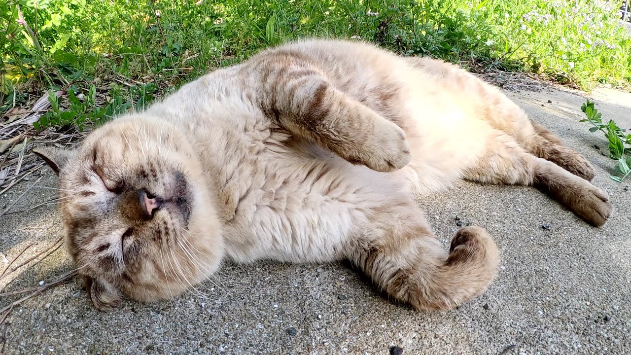 シャム猫おじいちゃんにあごの下マッサージをしたらトロけてしまった