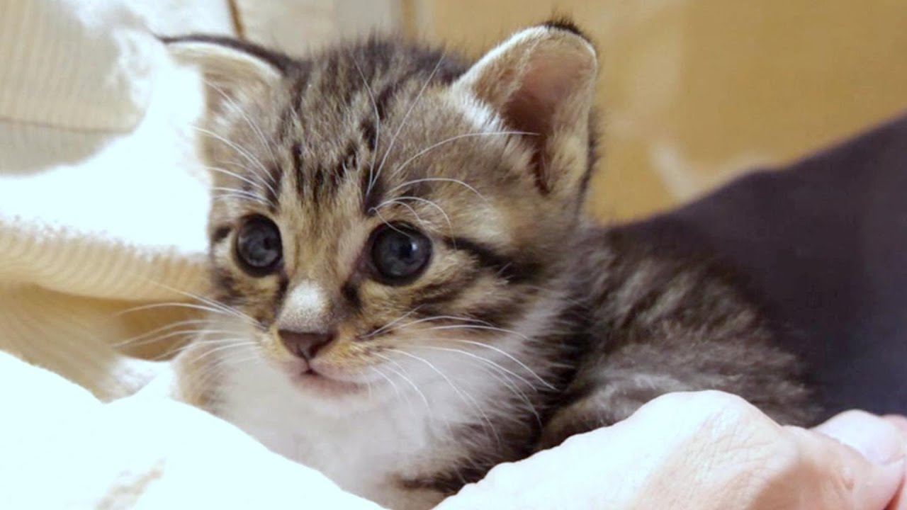 いい場所見つけたと子猫がおじの腕の中へ【赤ちゃん猫　保護猫】