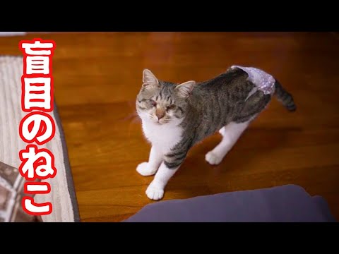 お気に入りのアレが届いたのにまたしてもお兄ちゃん達に先を越された目の不自由なねこ