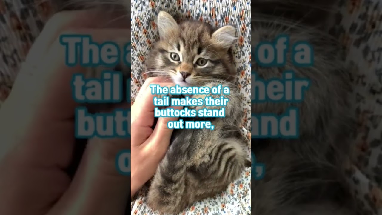 Manx cat #animal #cute #cats