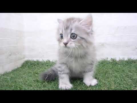 ペットショップcoo&riku No.00670130 サイベリアン