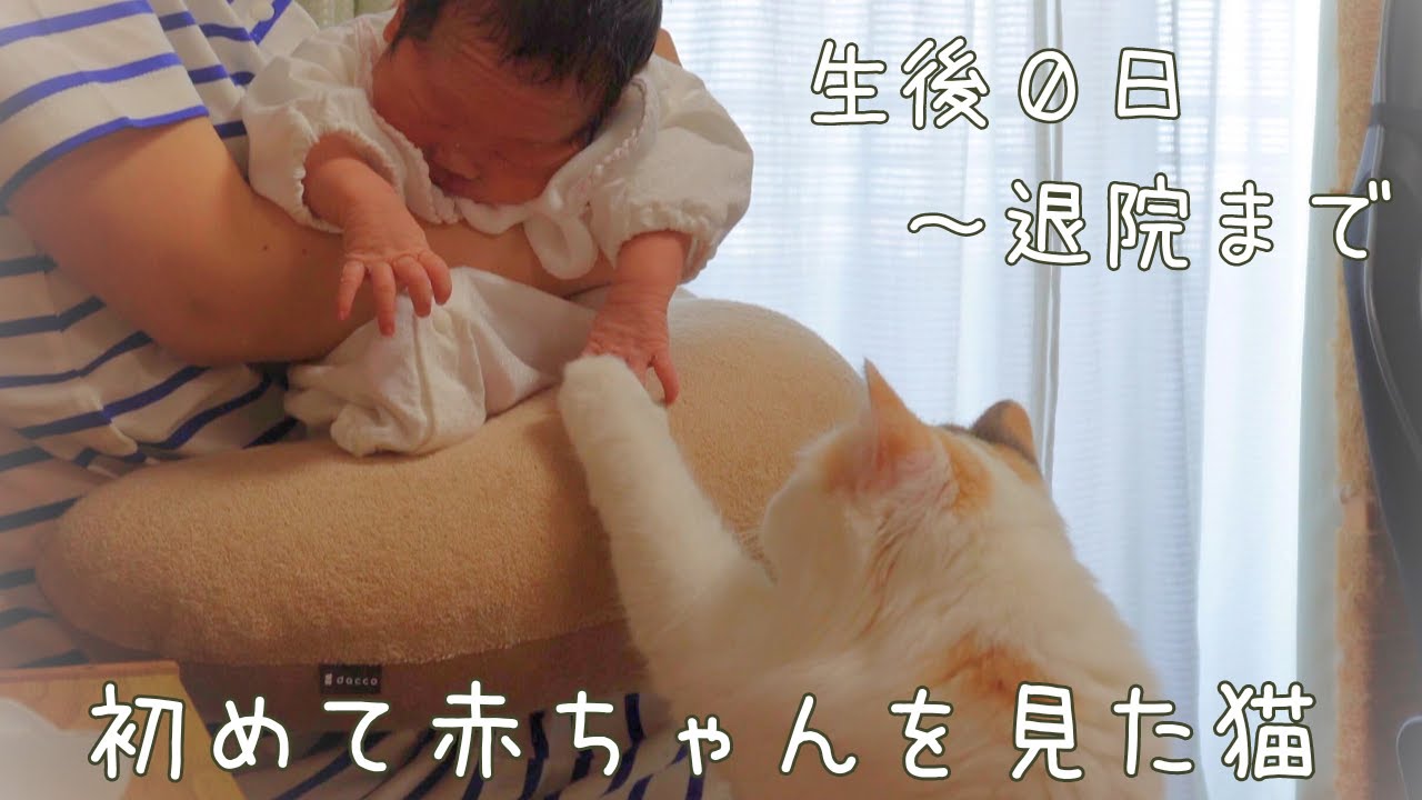 【新生児】【生後0日】初めて赤ちゃんを見た猫の行動が尊すぎる・・・出産～退院までの1週間の様子【出産レポ】【ラガマフィン】【ragamuffin】【baby】