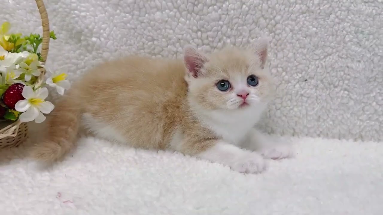 スコティッシュフォールド 可愛い女の子です。