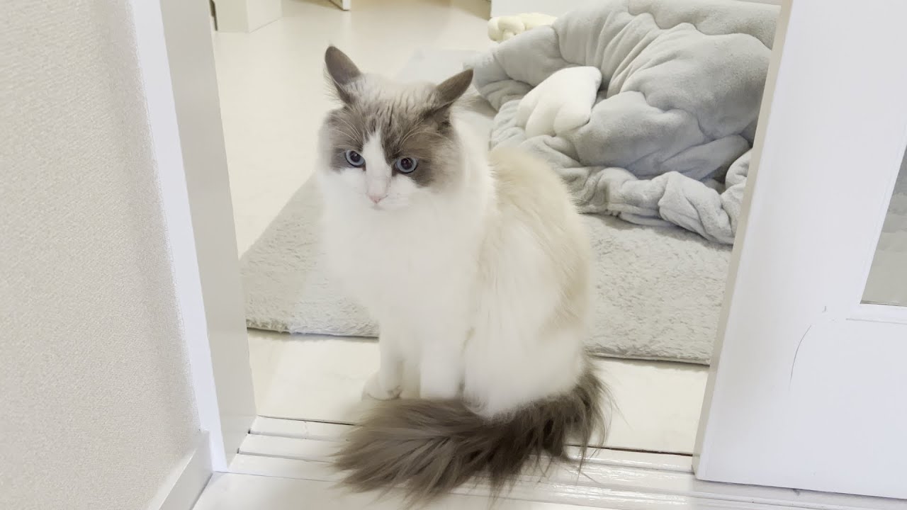 地震が発生して異変に気づくラグドール猫