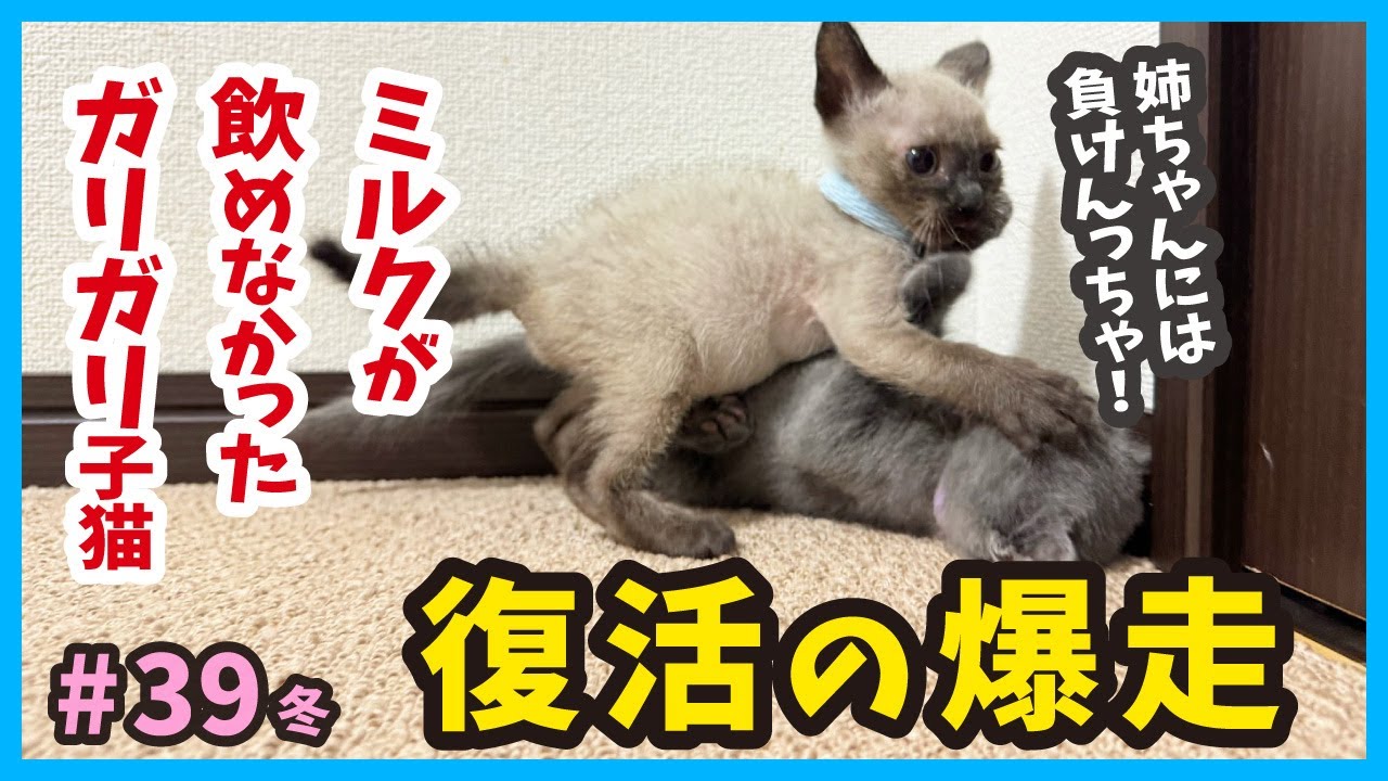 【ガリガリ子猫からの成長】仔猫のバトル！生後１ヶ月半の可愛いに萌えキュン。真冬に保護した赤ちゃん猫たちの成長記録。（冬39）
