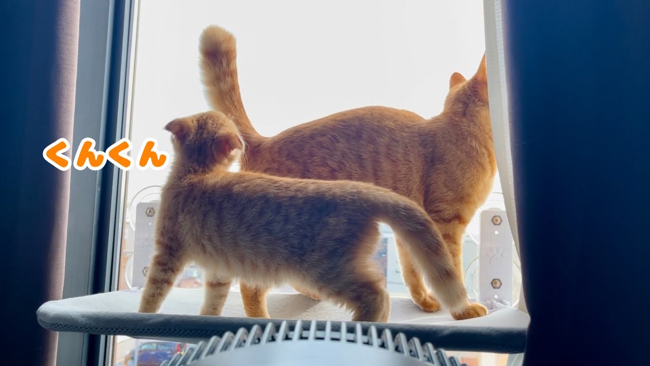 にゃんぷろしていた子猫達が気づいたらこうなってましたwww