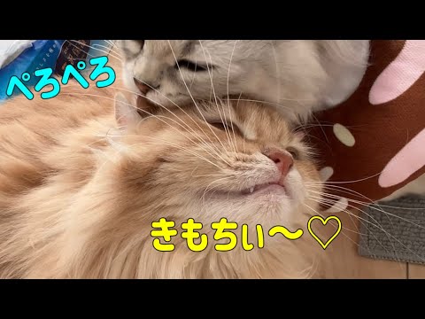 念入りなヘッドスパを受ける猫