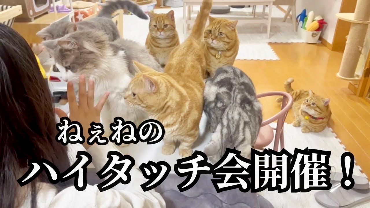 ねぇねのハイタッチ会にファンが殺到！ #猫 #マンチカン