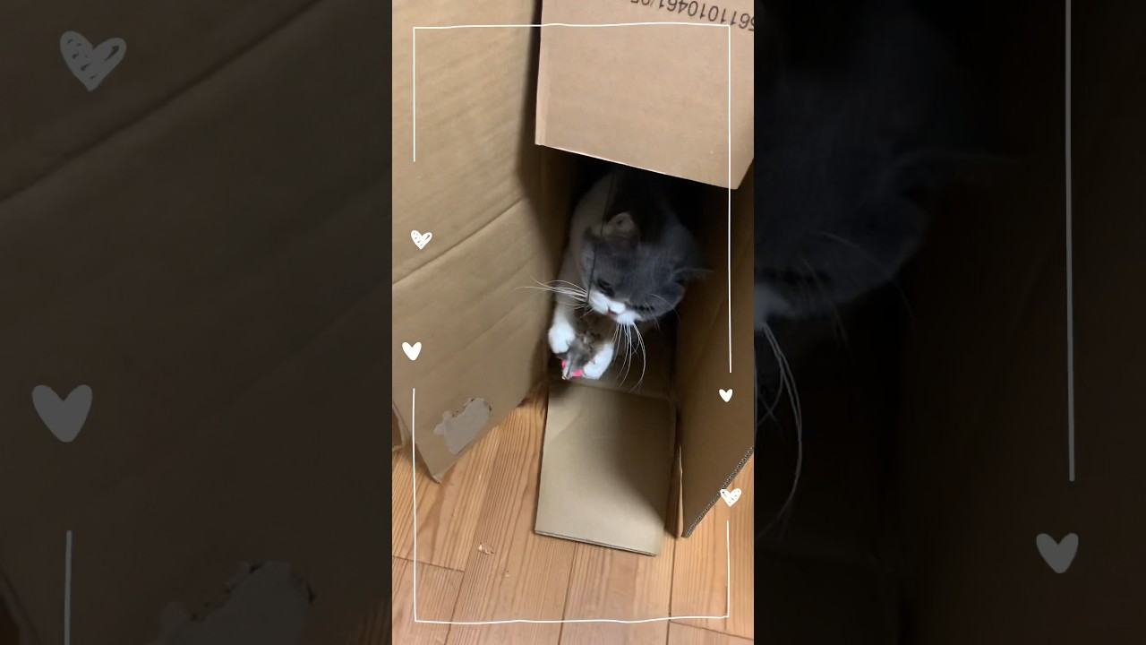 #S56【猫じゃらしで遊ぶ猫】ペロちゃん #ブリティッシュショートヘア #お遊び #おもちゃ