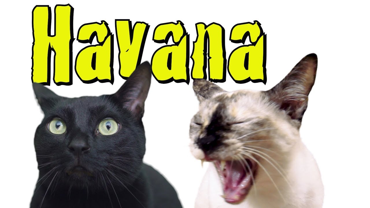 Havana - Cat Version (Camila Cabello ft. Young Thug)