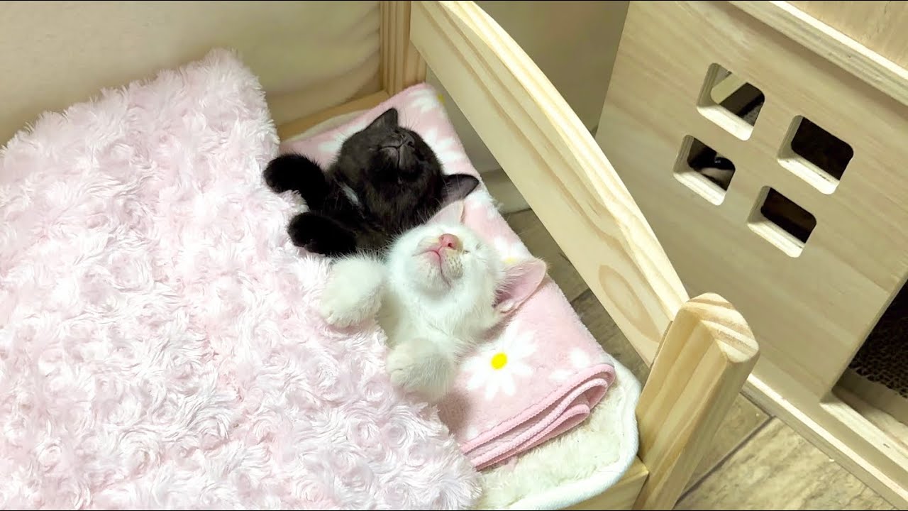 ぬいぐるみじゃないよ！遊び疲れた子猫を寝かしつけてみた【ポノfam物語#39】After a long day of play, the kittens were put to bed.