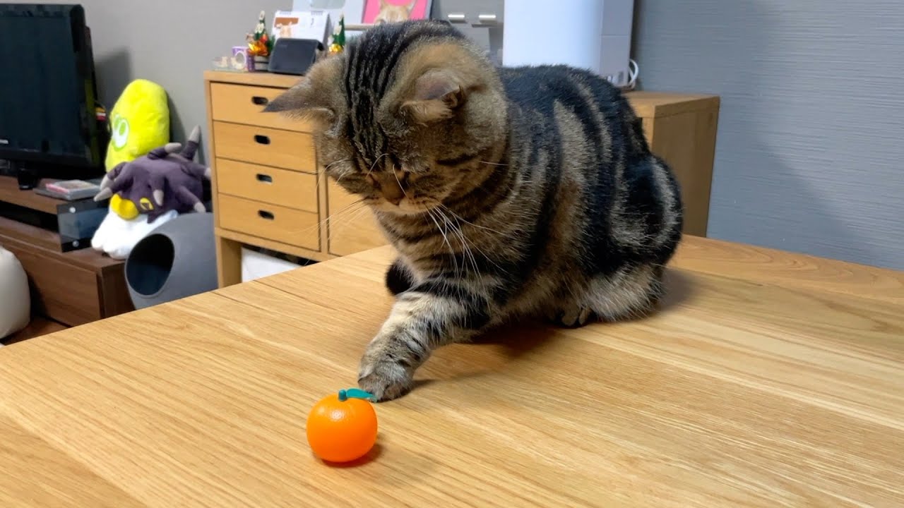 ついついちょいちょいしたくなる猫