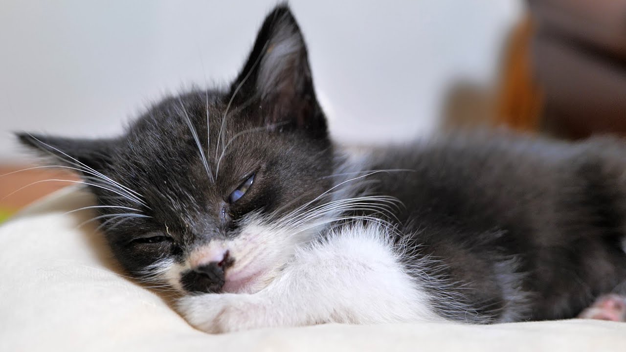 夢の中でも元気に走り回っている子猫がコワかわいい🐈