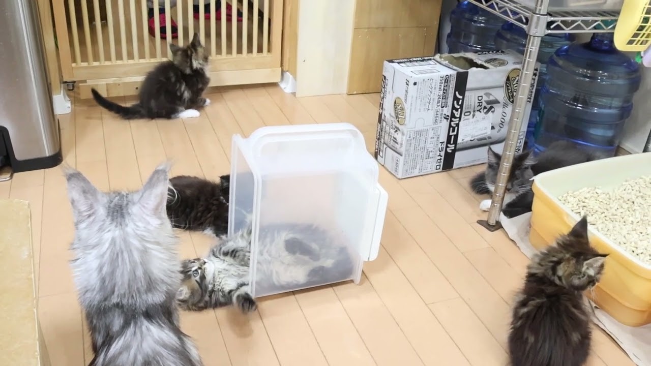 メインクーン子猫たち２ヶ月になりました