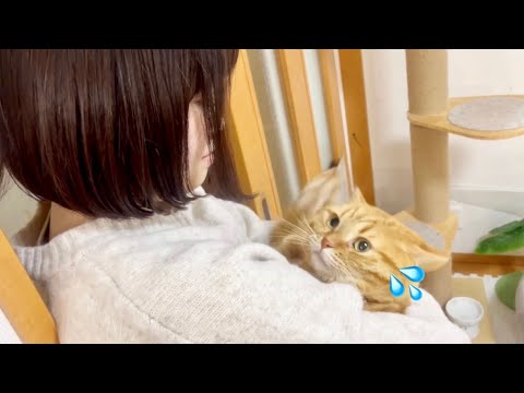 【悲報】ねぇねが髪をバッサリ切って帰ってきたら猫たちに認識されませんでした...泣 #猫 #マンチカン