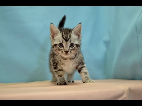 アメリカンショートヘアー　Ｎｏ.240212　ペットショップ『ヒラマツケンネル』の子猫