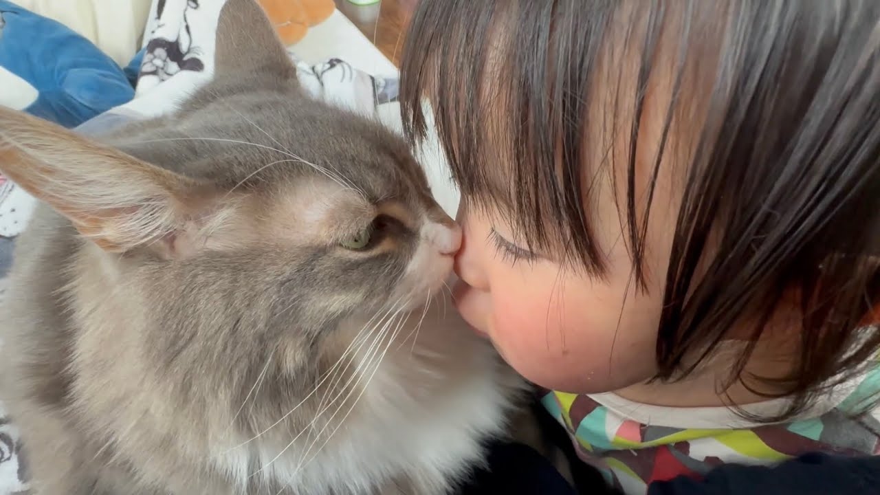 人間と一緒に猫団子する猫　ノルウェージャンフォレストキャット　ラガマフィンA crowded cat. Norwegian Forest Cat. Ragamuffin.