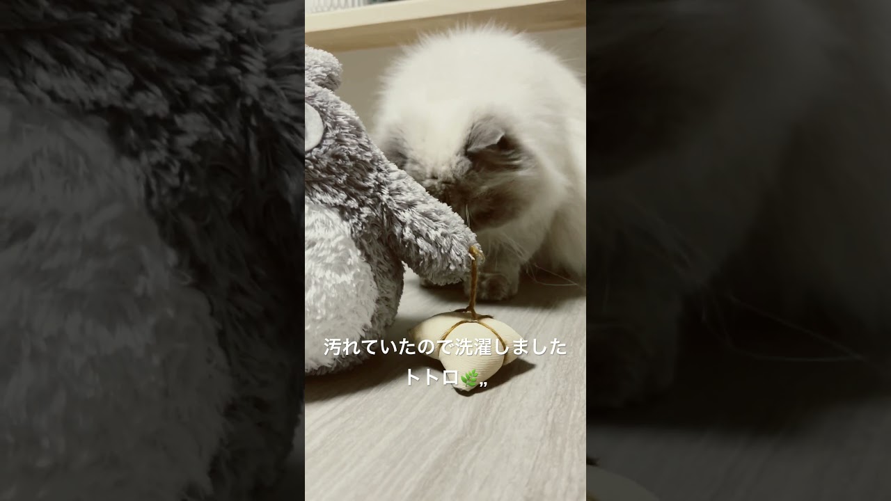トトロをクンクンするヒマラヤンのマーベル🐈 #shorts #うちのにゃんこ #ヒマラヤン #cat #ねこ #マーベル