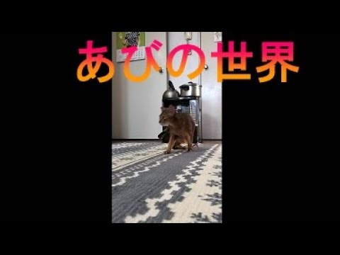 ネコ動画あび＃3317　あびの毎日　アビシニアン　あび