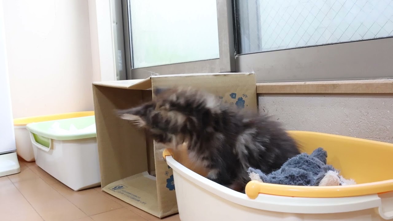 メインクーン子猫たち２ヶ月になりました