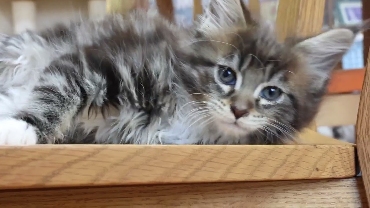 メインクーン子猫たち２ヶ月になりました