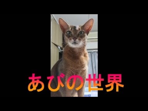 ネコ動画あび＃3320　あびの毎日　アビシニアン　あび